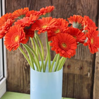 Ilustrasi bunga gerbera daisy.