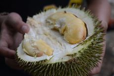 Cara Kemas Durian agar Tidak Bau di Pesawat, Tips dari Ucok Durian