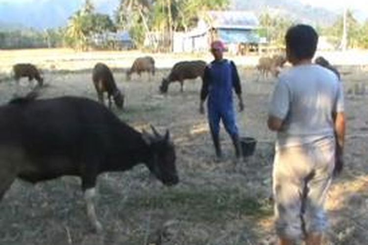 Meski produksi sapi di Polewali Mandar, Sulawesi Barat tahun ini mengalami surplus namun pemerintah setempat kewalahan memenuhi permintaan sapi dari daerah lain yang juga terus meningkat.