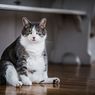 Awas, Ini 5 Bahayanya Jika Kucing Kelebihan Berat Badan