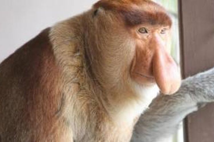 Bekantan, monyet berhidung panjang asli Pulau Bakut di Kalimantan Selatan. 