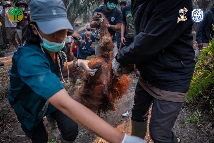 Terpapar Asap Karhutla, Orang Utan Ditemukan Tak Sadarkan Diri di Kebun Sawit Ketapang