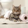 Alasan Kucing Senang Memakan Plastik