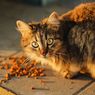 Ramai Cerita Warganet Makan Makanan Kucing, Dokter Hewan: Aman Dikonsumsi Tapi...