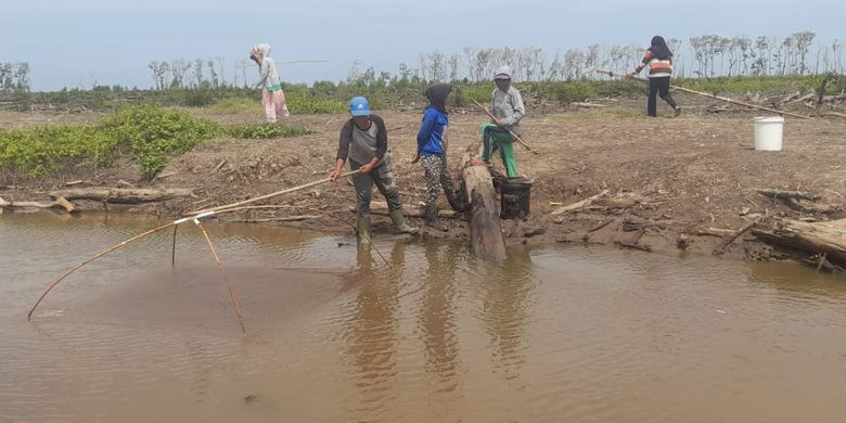 Para nelayan perempuan di Desa Sungai Sayang, Kecamatan Sadu, Kabupaten Tanjab Timur, Jambi mencari ikan, udang dan kepiting di lahan mangrove yang gundul dan terendam air karena dibabat ratusan hektar.