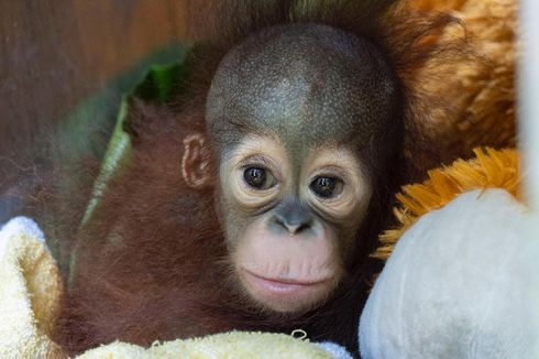 Bayi Orangutan Ditemukan di Pinggir Hutan, Dibawa ke Rumah Karantina
