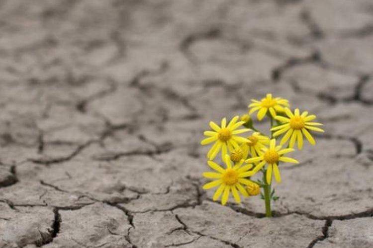 Konflik terkait air melonjak sejak 2022. Data Pacific Institute mencatat 419 insiden pada 2024, dipicu krisis iklim, politik, dan kelangkaan air.