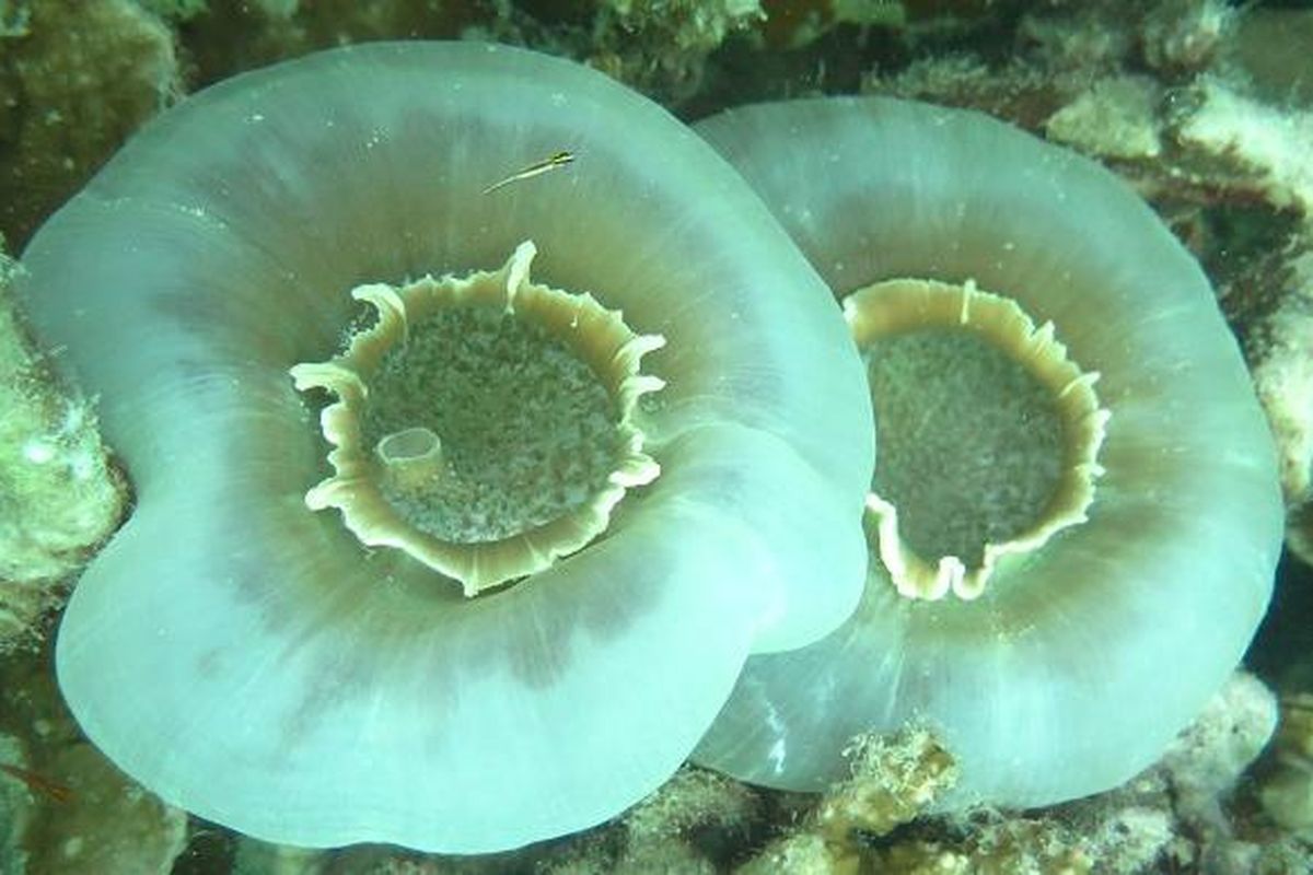 Biota di dalam laut Karimun Jawa saat melakukan penyelaman di titik kedua, Jepara, Minggu (19/7/2015).