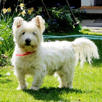 Ilustrasi ras anjing West Highland White Terrier. 