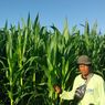 Cerita Petani di Sumbawa, Pupuk Tak Lagi Langka, Tanam Jagung Lebih Mudah
