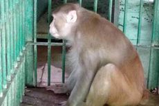 Serang 250 Orang, Monyet Pemabuk Ini Dihukum Penjara Seumur Hidup