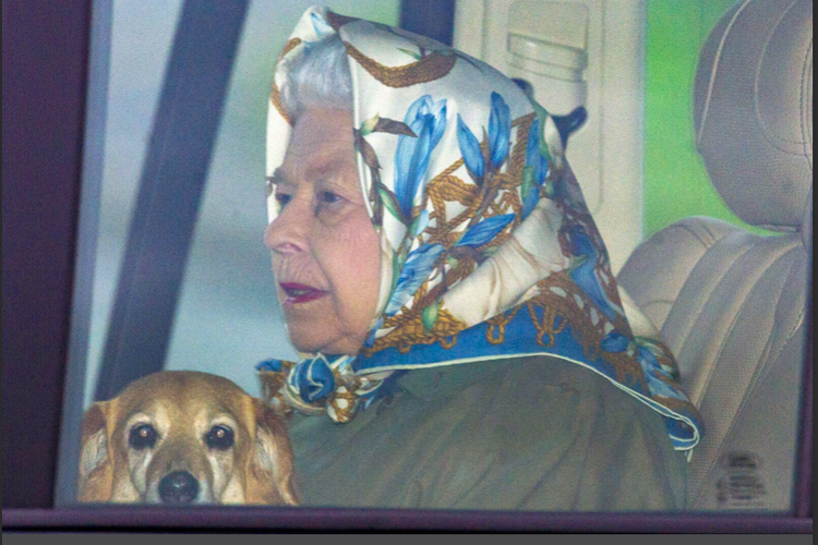 Ratu Elizabeth tertangkap kamera saat bersama salah satu anjing kesayangannya.