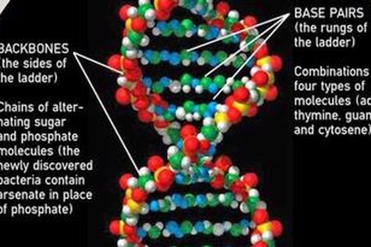 Bagaimana Struktur Dna Bakteri Arsenik Bagaimana Struktur Dna Bakteri Arsenik