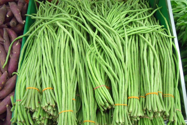 Ilustrasi kacang panjang. 