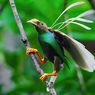 Di Balik Tambang Emas, Ada Surga bagi Burung-Burung Halmahera