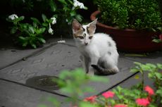 Cara Menemukan Kucing yang Hilang dari Rumah