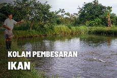 Mengenal Kolam Pembesaran Ikan beserta Jenisnya