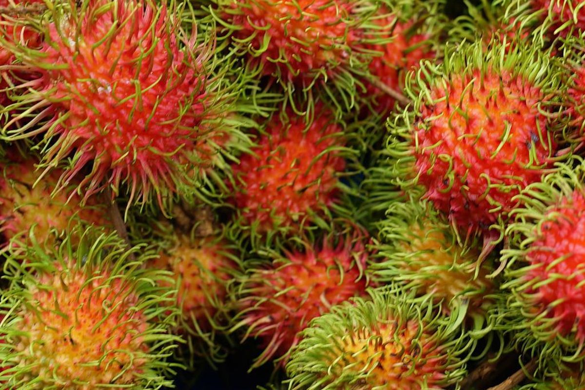 Ilustrasi buah rambutan. 