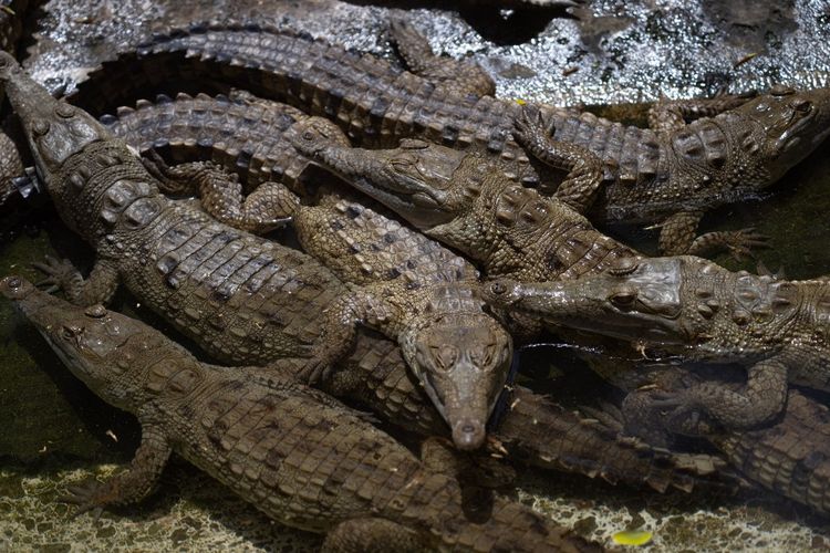 Buaya Orinoco (Crocodylus intermedius) terlihat di kolam penangkaran di Kebun Binatang Leslie Pantin di Turmero, negara bagian Aragua, Venezuela pada tanggal 8 April 2023. Sebanyak 220 spesimen buaya asli Venezuela dan Kolombia dilepaskan ke perairan Sungai Capanaparo, yang melintasi kedua negara tersebut, setelah dikembangbiakkan di penangkaran untuk menyelamatkan predator besar ini dari kepunahan. Buaya Orinoco (Crocodylus intermedius), yang panjangnya bisa melebihi 6 meter dan berat 400 kilogram, terancam punah menurut International Union for Conservation of Nature (IUCN), sebuah tingkat kewaspadaan sebelum kepunahan di habitat aslinya. Pada awal bulan September ini, lebih dari 70 buaya dilaporkan lepas di China setelah dilanda banjir.