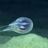 Ilmuwan Temukan Makhluk Baru di Laut Dalam, Mirip Balon Bertali Dua