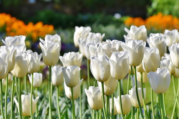 Ilustrasi bunga tulip putih.