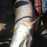 Ikan Berukuran Besar di Selokan Hebohkan Warga Lhokseumawe