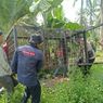Harimau Sumatera Masuk Permukiman Warga di Riau, Perangkap Dipasang