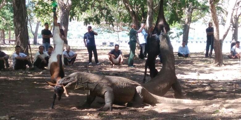 Dua ekor komodo, jantan dan betina di Taman Nasional Komodo tengah mengoyak dua ekor kambing muda, Labuan Bajo, Senin (6/6/2016). Komodo betina umumnya lebih agresif soal makanan.