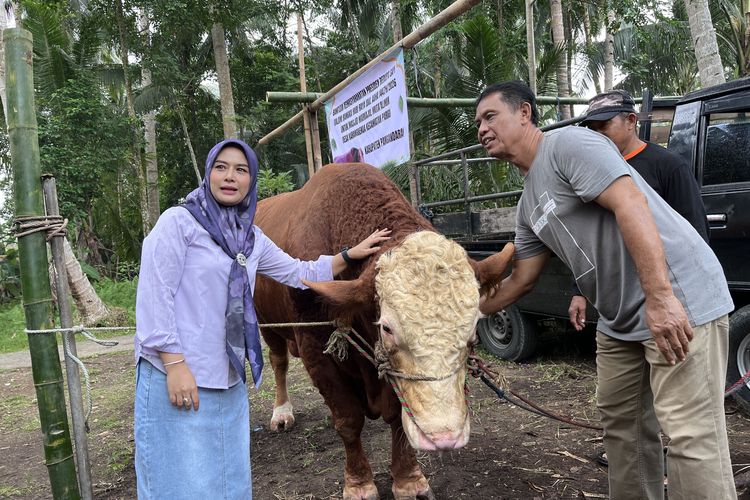 Harga Sapi Kurban Bantuan Presiden di Pangandaran Rp 103 Juta, Dibagikan untuk 500 KK