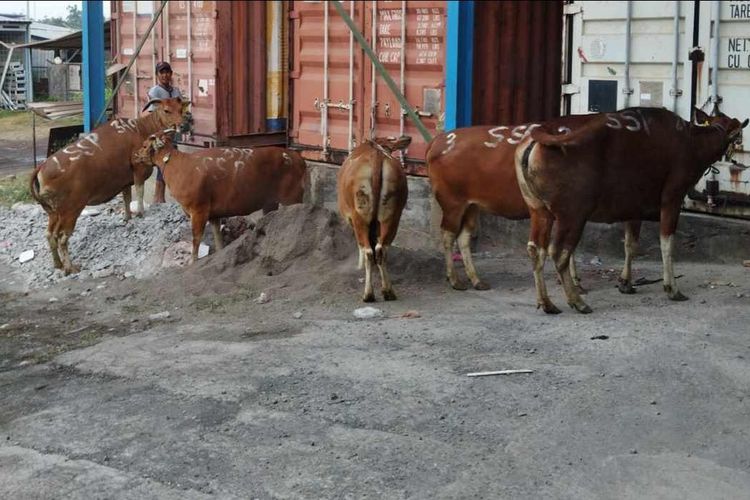 Lima ekor sapi yang akan disembelih, salah satunya kabur ke laut Selat Bali 