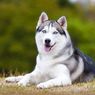 Temuan Tulang Anjing Tertua Ungkap Relasi Awal dengan Manusia