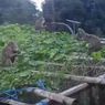 Konflik Monyet Ekor Panjang dan Manusia di Gunungkidul Terus Terjadi