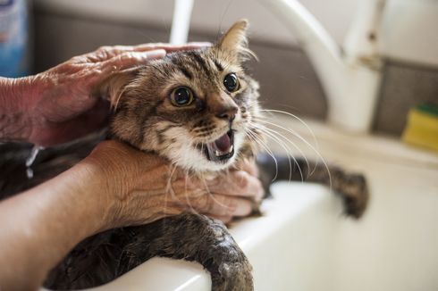 Memandikan Kucing Sendiri, Begini Caranya