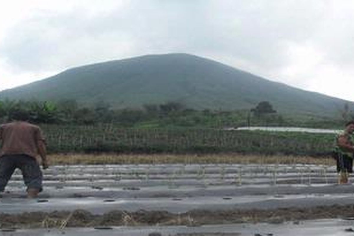 Warga di lereng Gunung Lokon di Kelurahan Kakaskasen I, Kecamatan Tomohon Utara, Kota Tomohon, Sulawesi Utara, kembali beraktivitas normal menanam cabai di lahan mereka, Senin (25/7). Sejak status Gunung Lokon diturunkan dari Awas menjadi Siaga pada Minggu (24/7/2011) malam, warga mulai kembali ke rumah masing-masing. Tercatat ada 4.090 jiwa pengungsi yang kembali dan masih ada 203 jiwa yang bertahan di pengungsian.