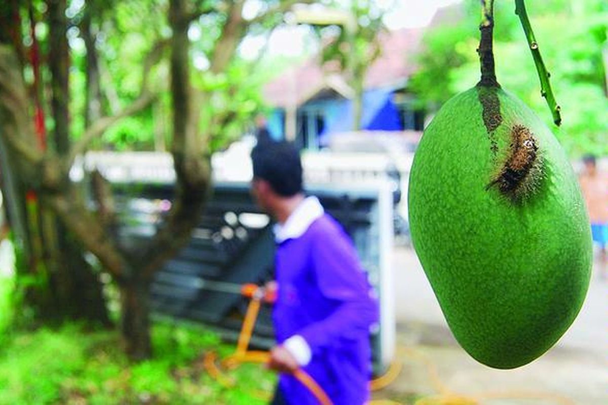 Seorang petugas penyuluh lapangan Dinas Pertanian, Perikanan, dan Kehutanan Kabupaten Kudus, membasmi ulat bulu dengan  menyemprotkan insektisida di Desa Jati Kulon, Kecamatan Jati, Kabupaten Kudus, Jawa Tengah, Jumat (8/4). Ribuan ulat bulu menyerang pohon mangga dan rumah warga di   Kecamatan Mejobo dan Jati.