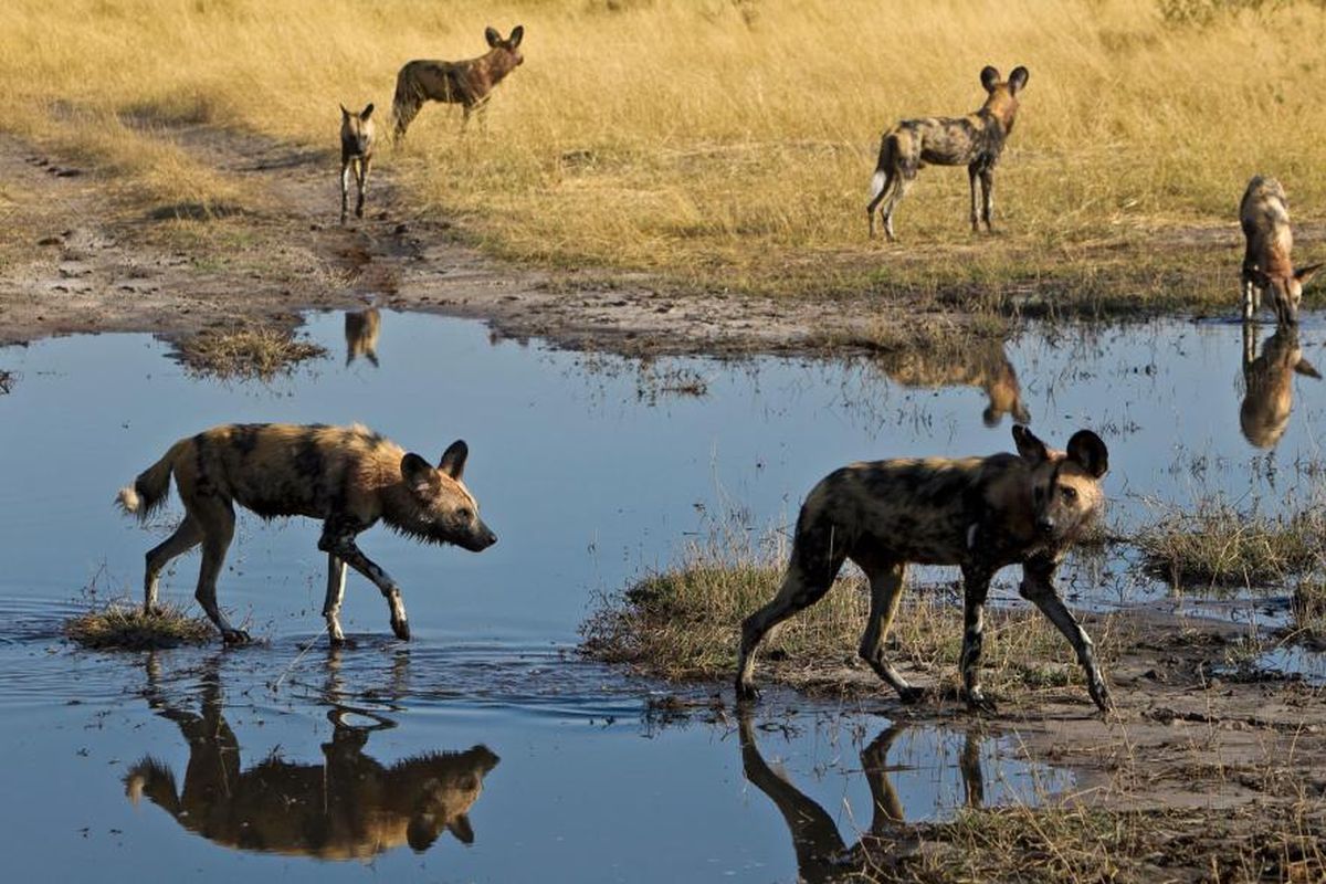 Anjing liar afrika (Lycaon pictus) dengan sengaja bersin untuk memberikan suara mereka dalam diskusi yang menyangkut kelompok.