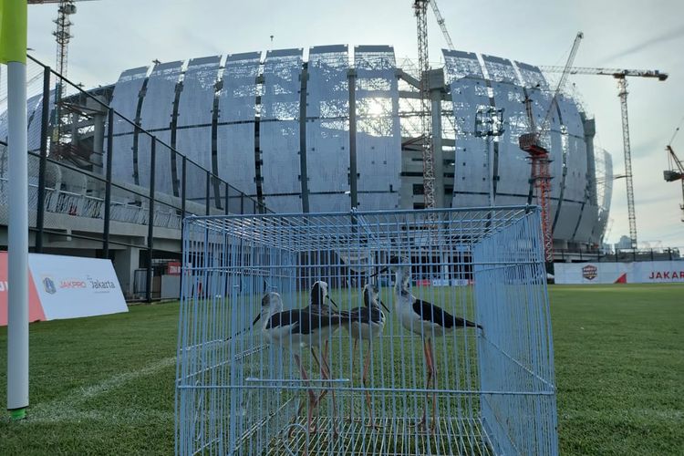 Burung Kaki Bayam yang merawat lapangan Jakarta Internasional Stadium, Papanggo, Tanjung Priok, Jakarta Utara, diabadikan pada Selasa (9/11/2021).