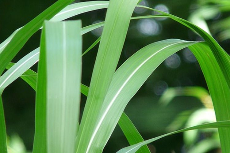 Ilustrasi tanaman rumput odot