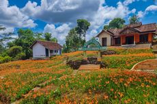 5 Tips Berkunjung ke Taman Bunga Amarilis di Gunungkidul, Pastikan Saat Mekar