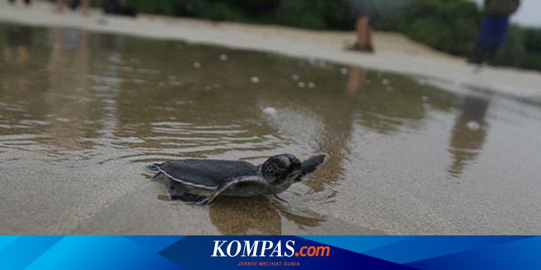 Yuk Jalan Jalan Ke Ujung Genteng