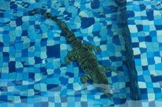 Sempat Dikira Biawak, Ternyata Buaya Seberat 3 Kilogram Nyasar di Kolam Renang Rumah Warga