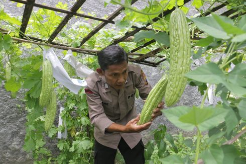 Polisi di Kebumen Ubah Lahan Kosong Jadi Kebun Sayur, Hasil Panen Dibagikan Gratis untuk Warga