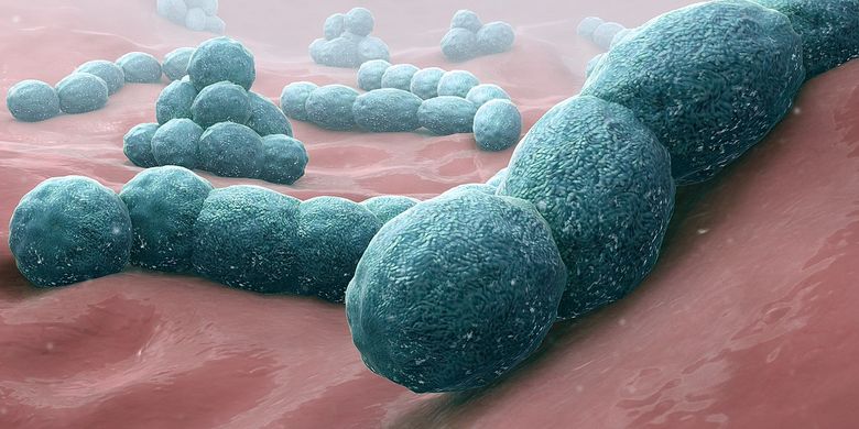 Ilustrasi bakteri Streptococcus pneumoniae penyebab penyakit radang selaput otak atau meningitis.