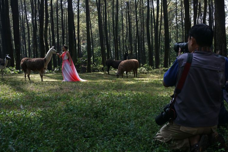 Para fotografer saat memotret satwa di Taman Safari Prigen Kabupaten Pasuruan