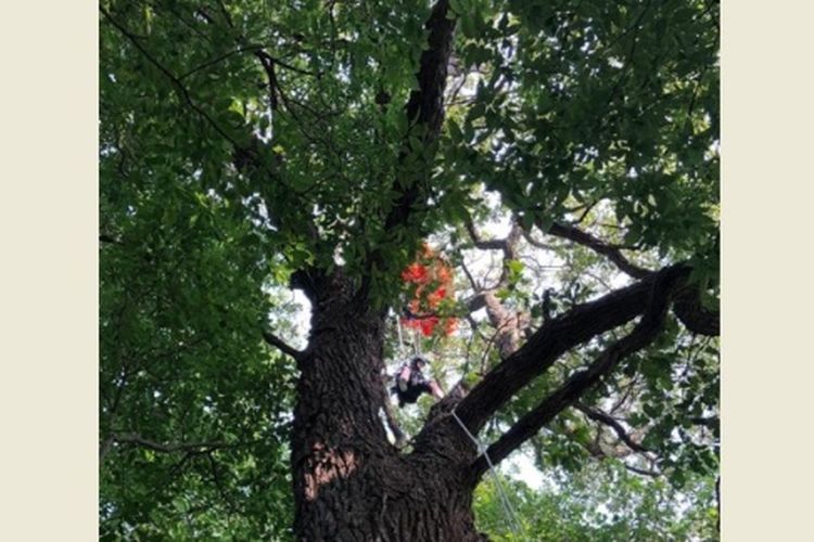 Abbey Lacy baru pertama kali terjun payung sendirian tanpa tandem. Namun, dia harus terjebak di atas pohon selama tiga jam, sebelum akhirnya diselamatkan petugas. (Facebook/Abbey Lacy)
