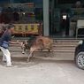 Mengamuk di Kopitiam, Sapi Kurban Seruduk Pengunjung dan Pekerja