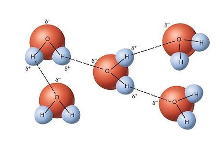 Molekul air yang tersusun dari atom hidrogen dan oksigen, berikatan dengan molekul air lainnya dalam ikatan hidrogen