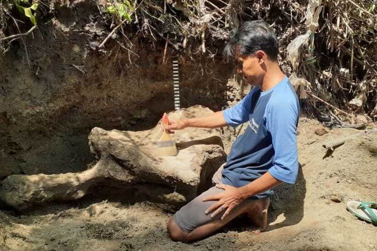 Warga Blora menyelamatkan fosil banteng purba di Tepian Sungai Kapuan, Kecamatan Cepu, Kabupaten Blora, Sabtu (23/10/2021)