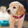 5 Hal yang Membuat Anjing Hidup Lebih Lama dan Lebih Sehat