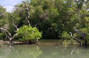 Kabar Baik untuk Bumi, Hutan Mangrove Dunia Mulai Pulih Kembali
